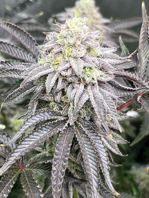 Last Dance in Living Soil. Week 15