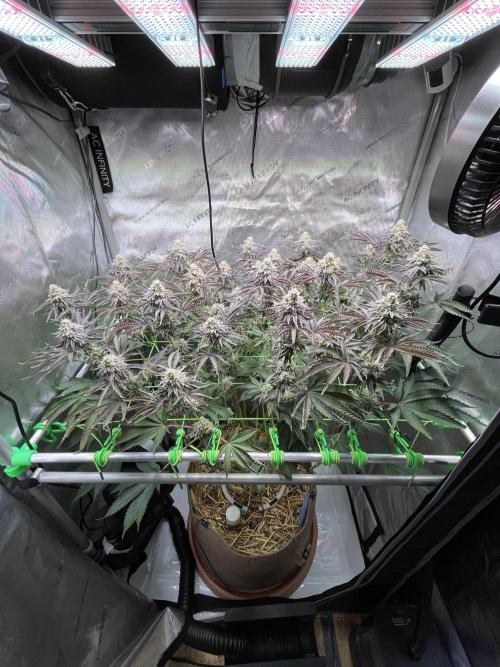 Last Dance in Living Soil. Week 15