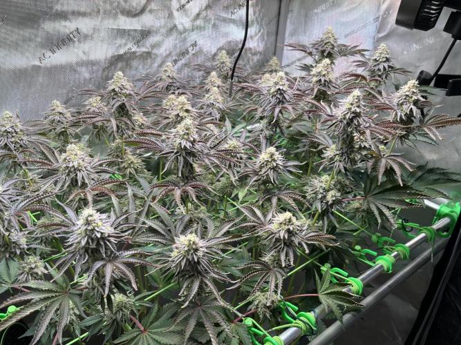 Last Dance in Living Soil. Week 15