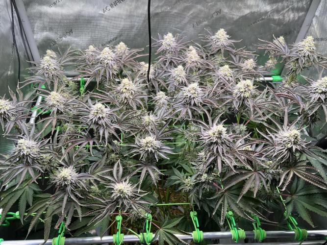 Last Dance in Living Soil. Week 15