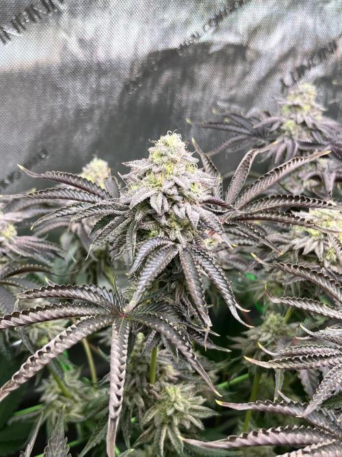 Last Dance in Living Soil. Week 15