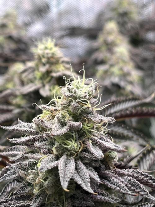 Last Dance in Living Soil. Week 15