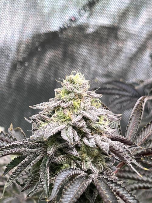 Last Dance in Living Soil. Week 15