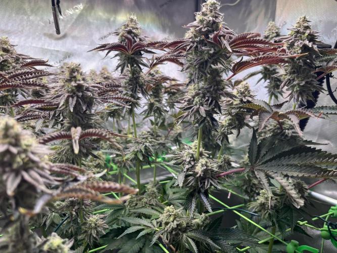 Last Dance in Living Soil. Week 15