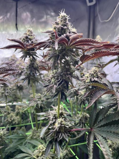 Last Dance in Living Soil. Week 15