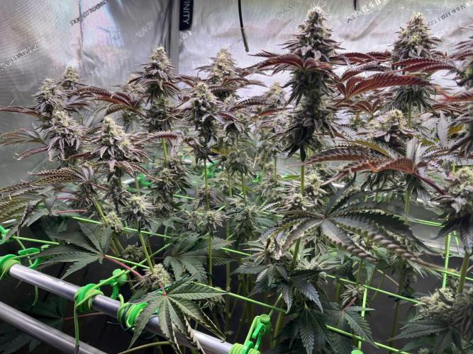 Last Dance in Living Soil. Week 15