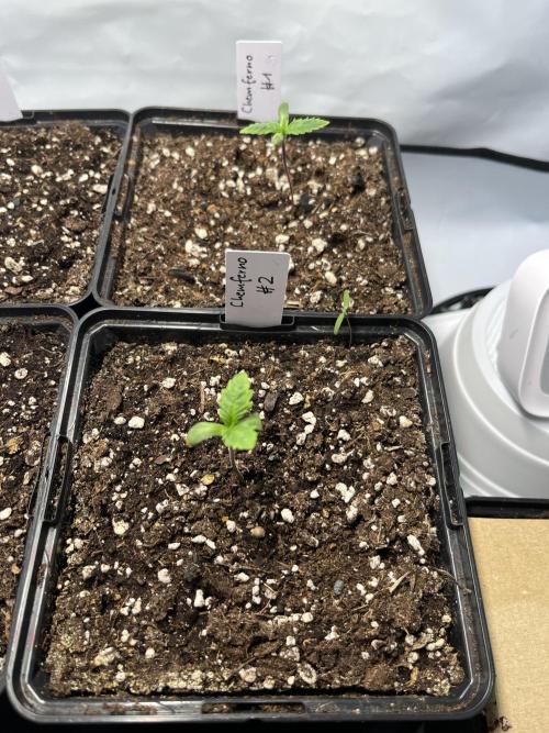 Chem-D Duet. Week 1 - Chemfernos