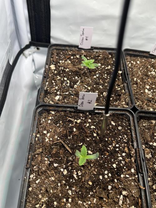 Chem-D Duet. Week 1 - Ocean Toxins 