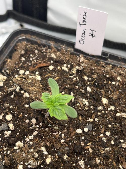 Chem-D Duet. Week 1 - Mutant 