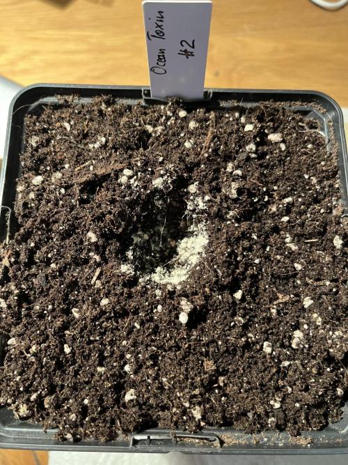 Chem-D Duet. Week 1 - Rootwise Complete during transplant 