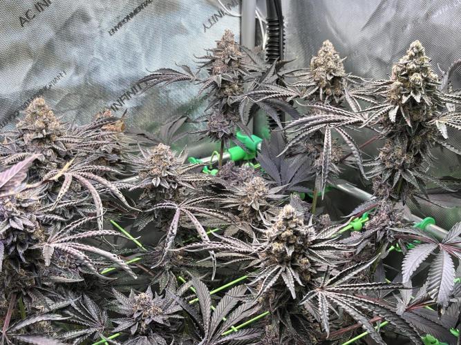 Apples & Cherries in Living Soil. Week 16