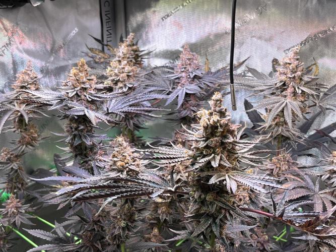 Apples & Cherries in Living Soil. Week 16