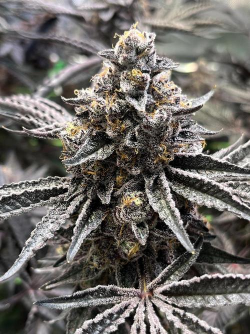 Apples & Cherries in Living Soil. Week 16 - Cherry Ocean 