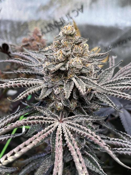 Apples & Cherries in Living Soil. Week 16