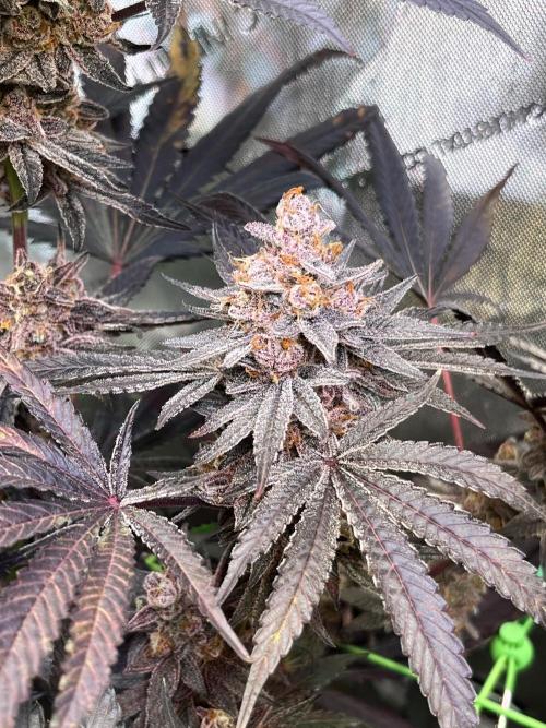 Apples & Cherries in Living Soil. Week 16 - Apple Jacked 