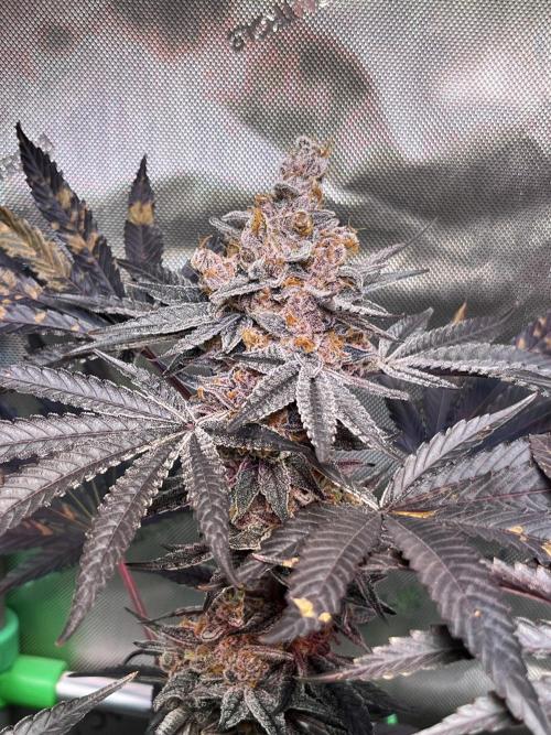 Apples & Cherries in Living Soil. Week 16