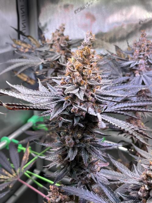 Apples & Cherries in Living Soil. Week 16