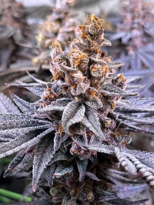 Apples & Cherries in Living Soil. Week 16