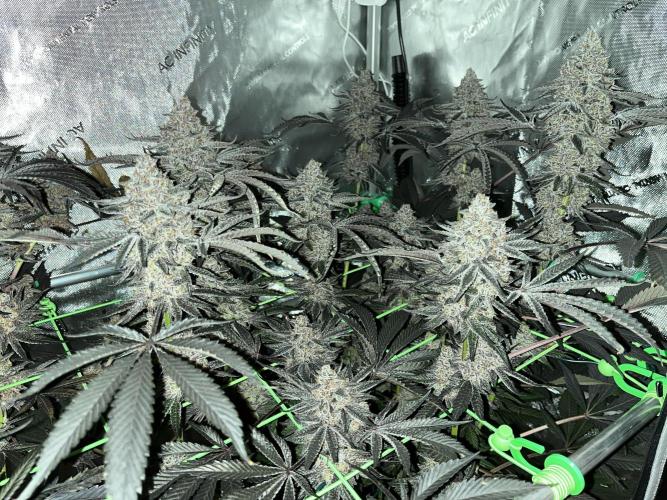 Apples & Cherries in Living Soil. Week 16