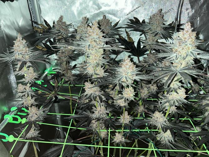 Apples & Cherries in Living Soil. Week 16