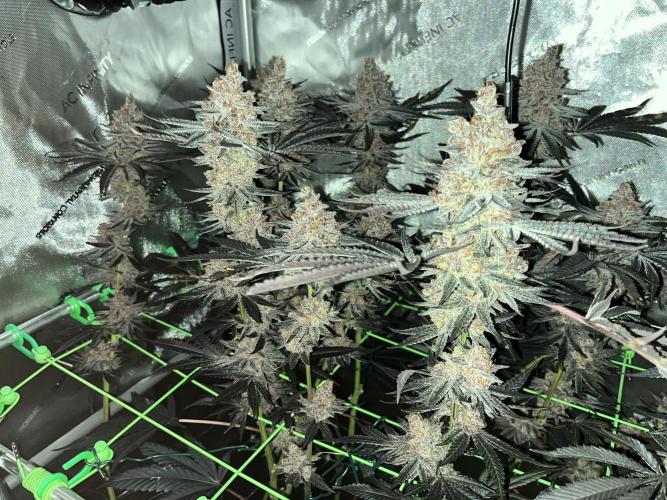 Apples & Cherries in Living Soil. Week 16