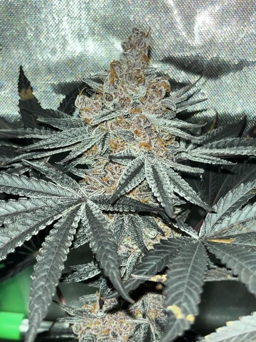 Apples & Cherries in Living Soil. Week 16 - Apple Jacked 