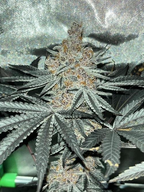 Apples & Cherries in Living Soil. Week 16