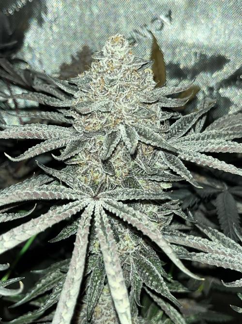 Apples & Cherries in Living Soil. Week 16 - Cherry Ocean 