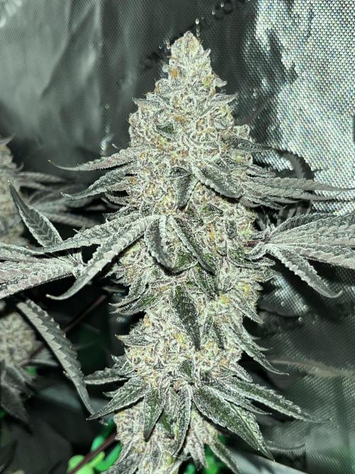 Apples & Cherries in Living Soil. Week 16