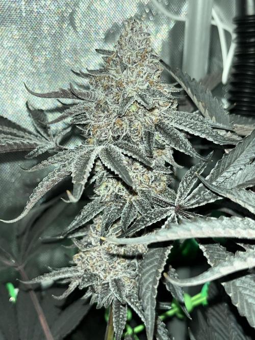 Apples & Cherries in Living Soil. Week 16