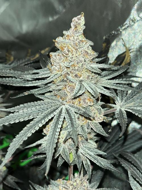 Apples & Cherries in Living Soil. Week 16