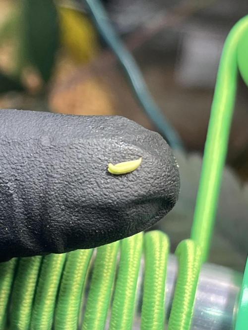 Apples & Cherries in Living Soil. Week 16 - Nanner