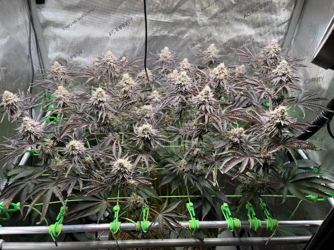 Last Dance in Living Soil. Week 16