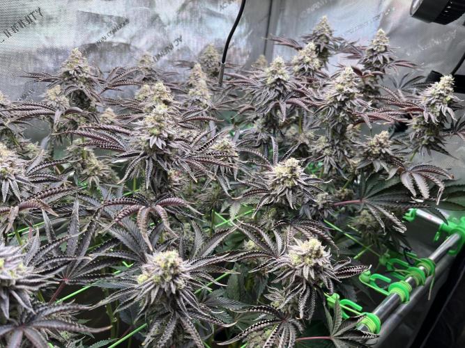 Last Dance in Living Soil. Week 16