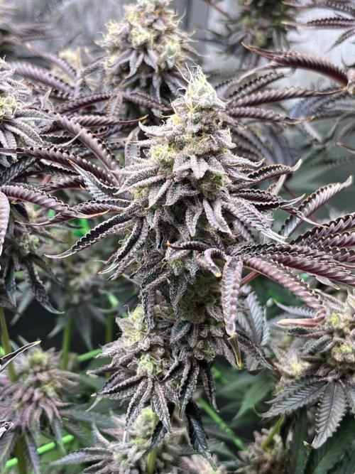 Last Dance in Living Soil. Week 16