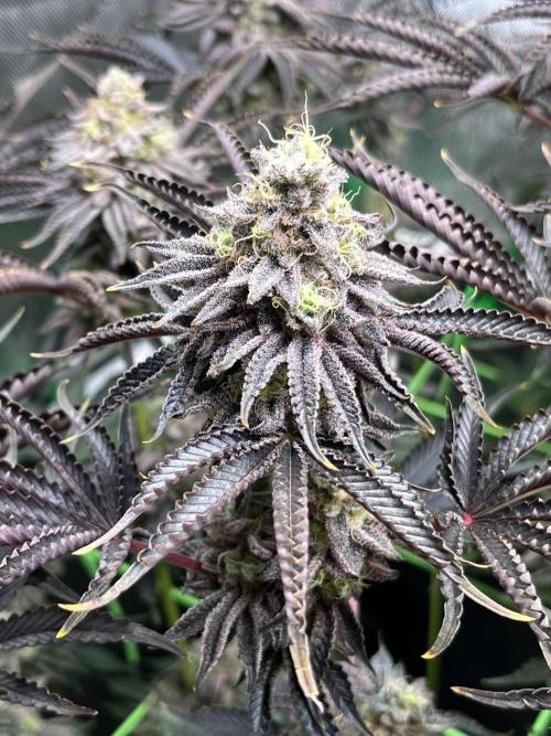 Last Dance in Living Soil. Week 16