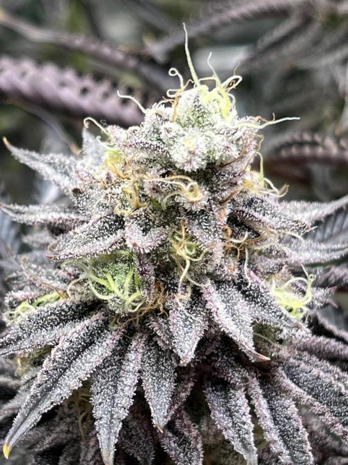 Last Dance in Living Soil. Week 16