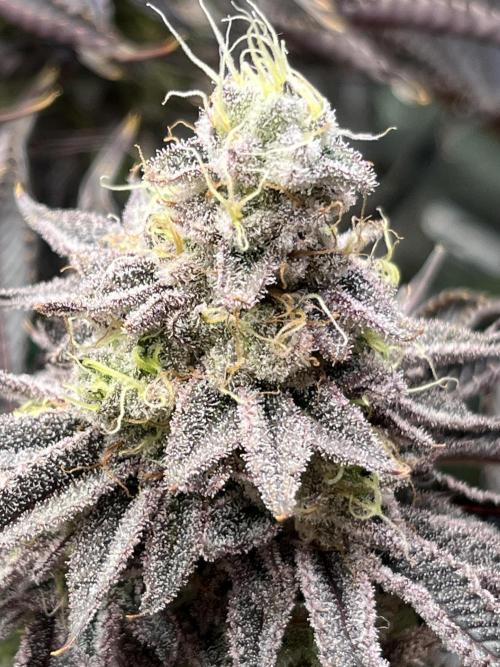 Last Dance in Living Soil. Week 16