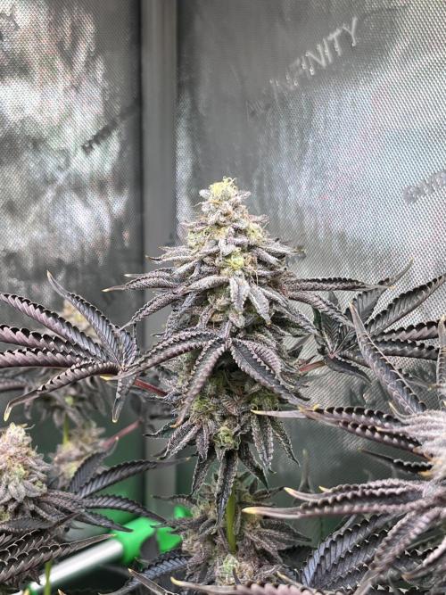 Last Dance in Living Soil. Week 16