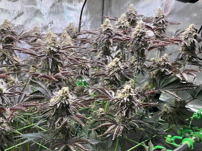 Last Dance in Living Soil. Week 16