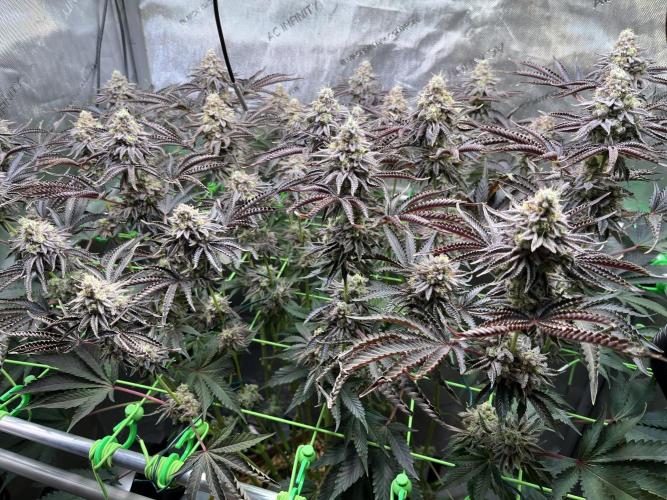 Last Dance in Living Soil. Week 16