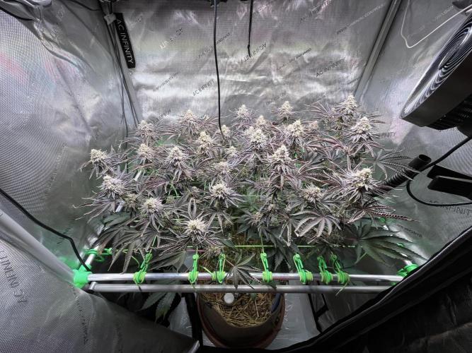 Last Dance in Living Soil. Week 16