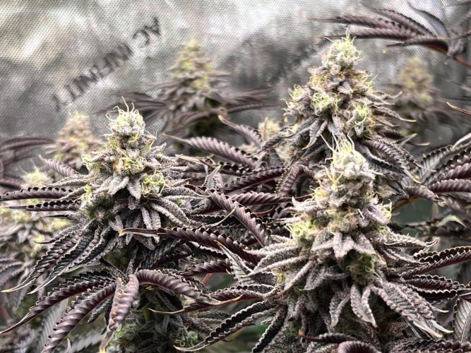 Last Dance in Living Soil. Week 16