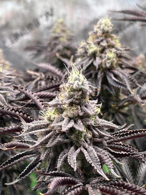 Last Dance in Living Soil. Week 16