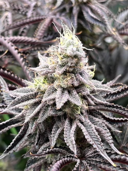 Last Dance in Living Soil. Week 16