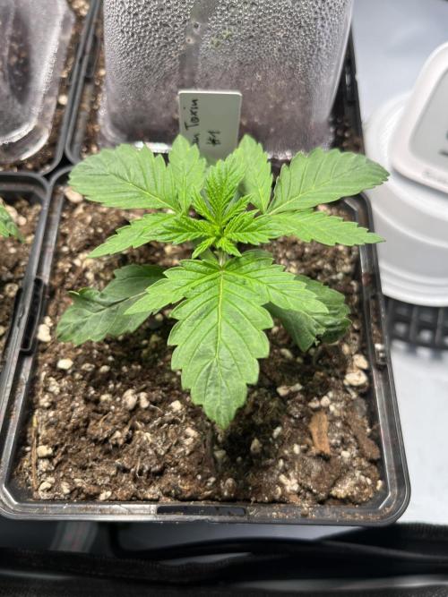 Chem-D Duet. Week 2 - Ocean Toxin #1 was removed