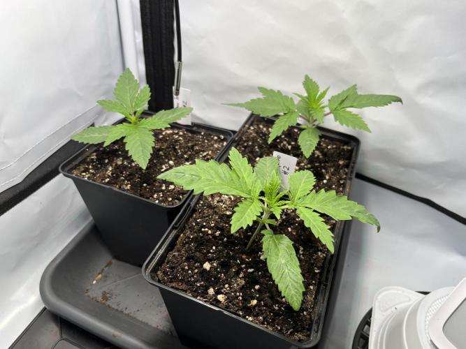 Chem-D Duet. Week 2 - All three plants left 