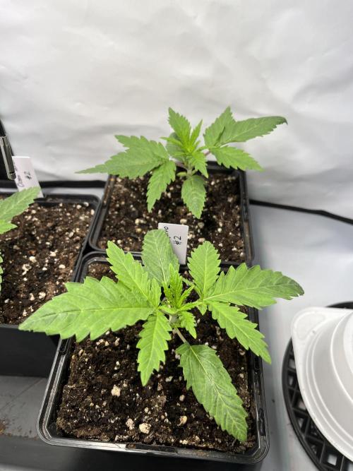 Chem-D Duet. Week 2 - Chemfernos