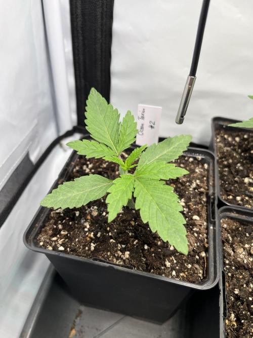 Chem-D Duet. Week 2 - Ocean Toxin #2