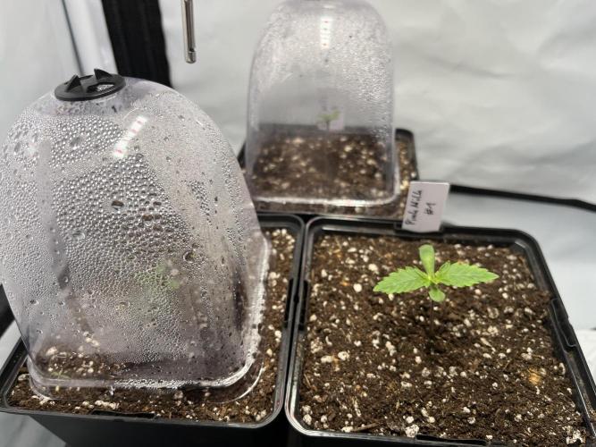 Pink Milk • Solfire. Week 1